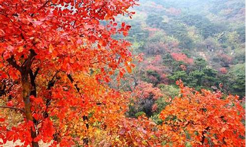 香山公园旅游攻略(香山公园 攻略)