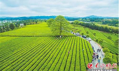 金井茶园旅游攻略(金井茶园旅游攻略一日游)