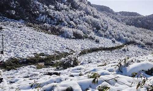 重庆到金佛山旅游(重庆金佛山旅游全攻略)