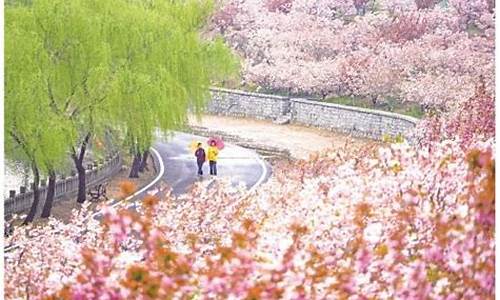 邹平樱花山风景区(邹平樱花山风景区张店咋走公交车路线)