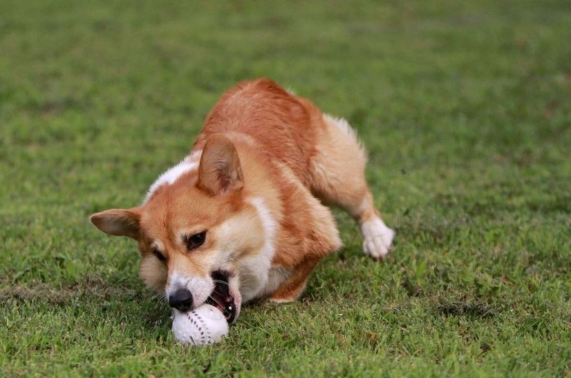 威尔斯科基犬