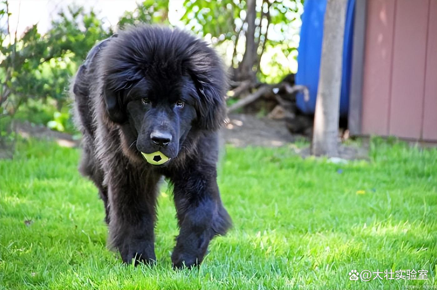 高加索山犬