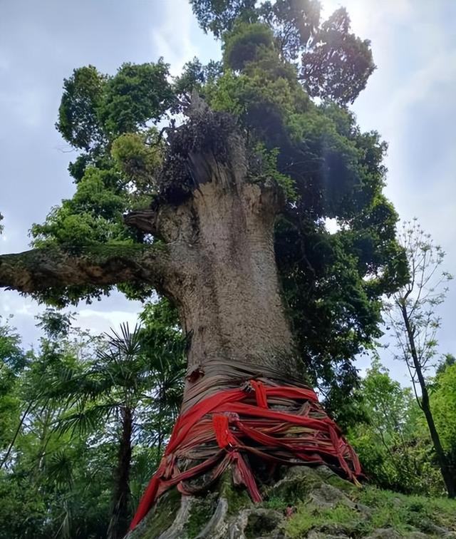 楠木树