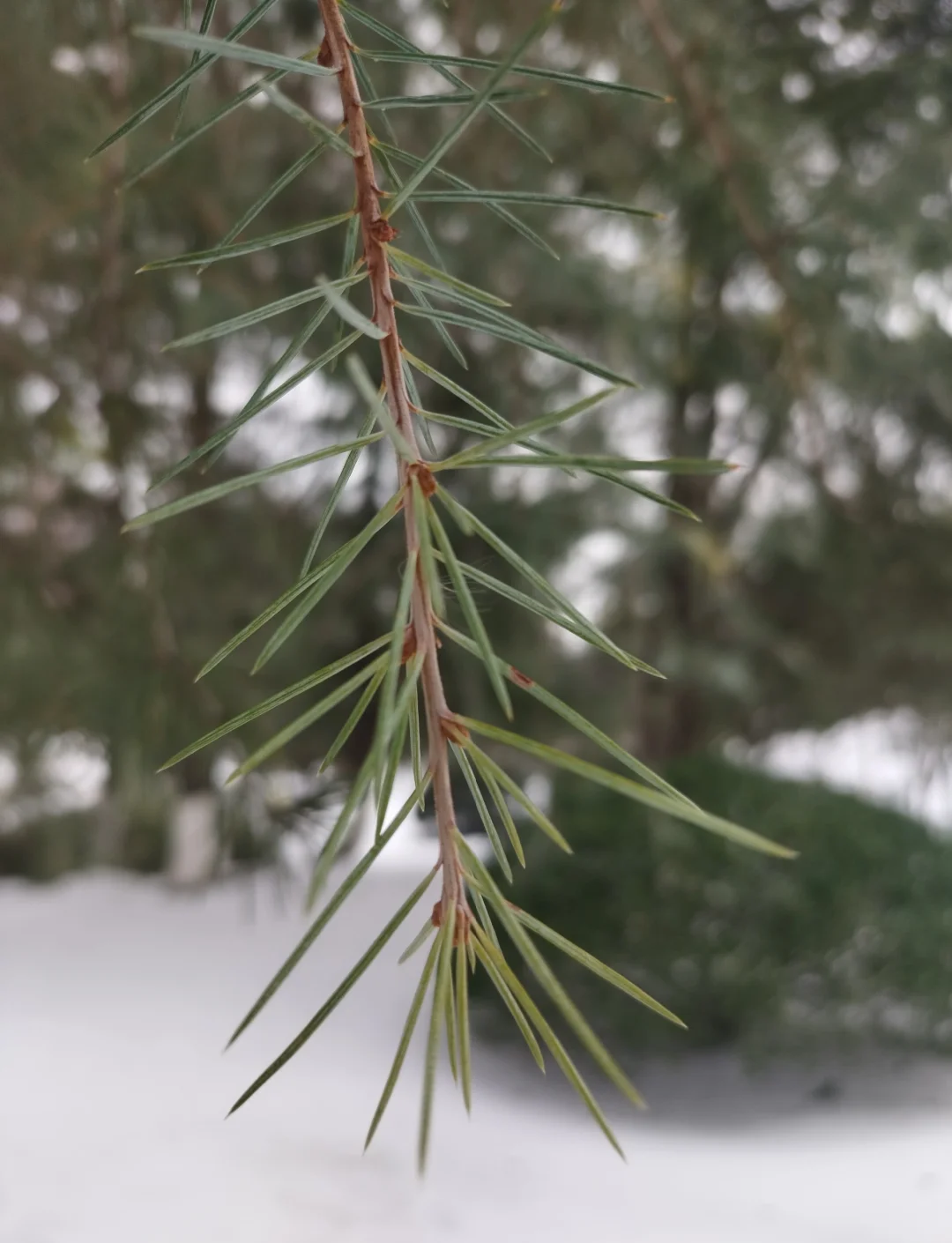 雪松的材料