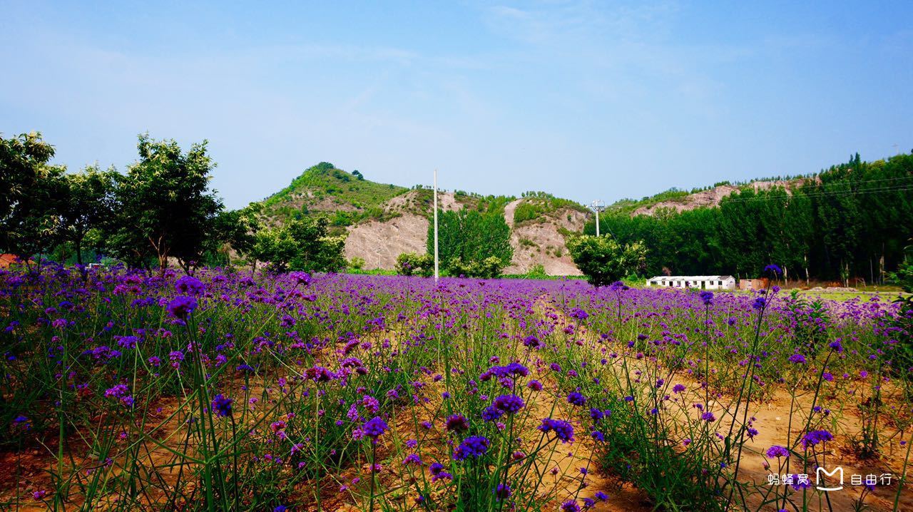 紫海香堤