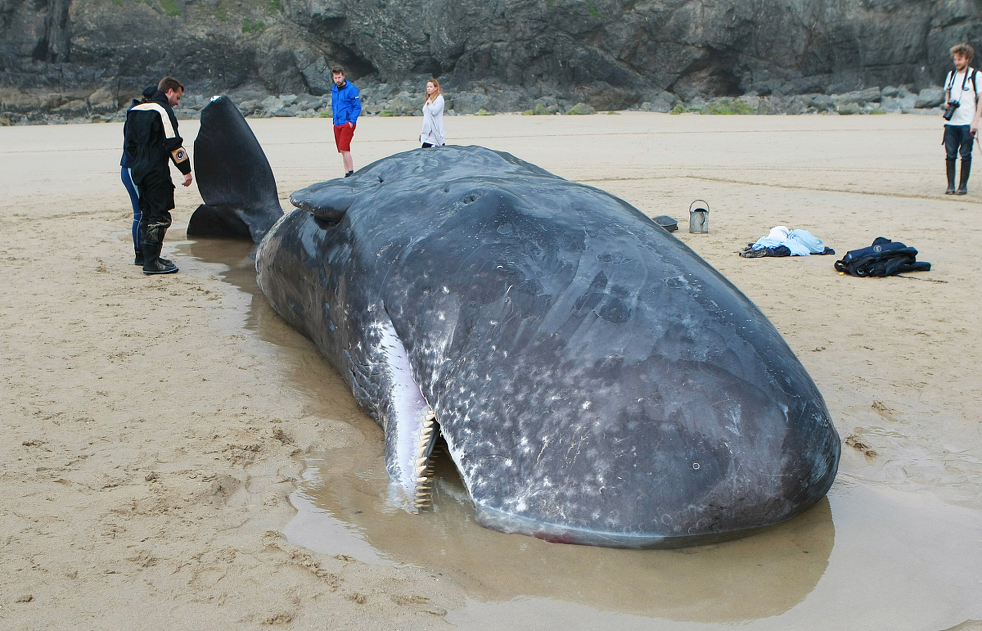 3米长抹香鲸2次搁浅沙滩死亡