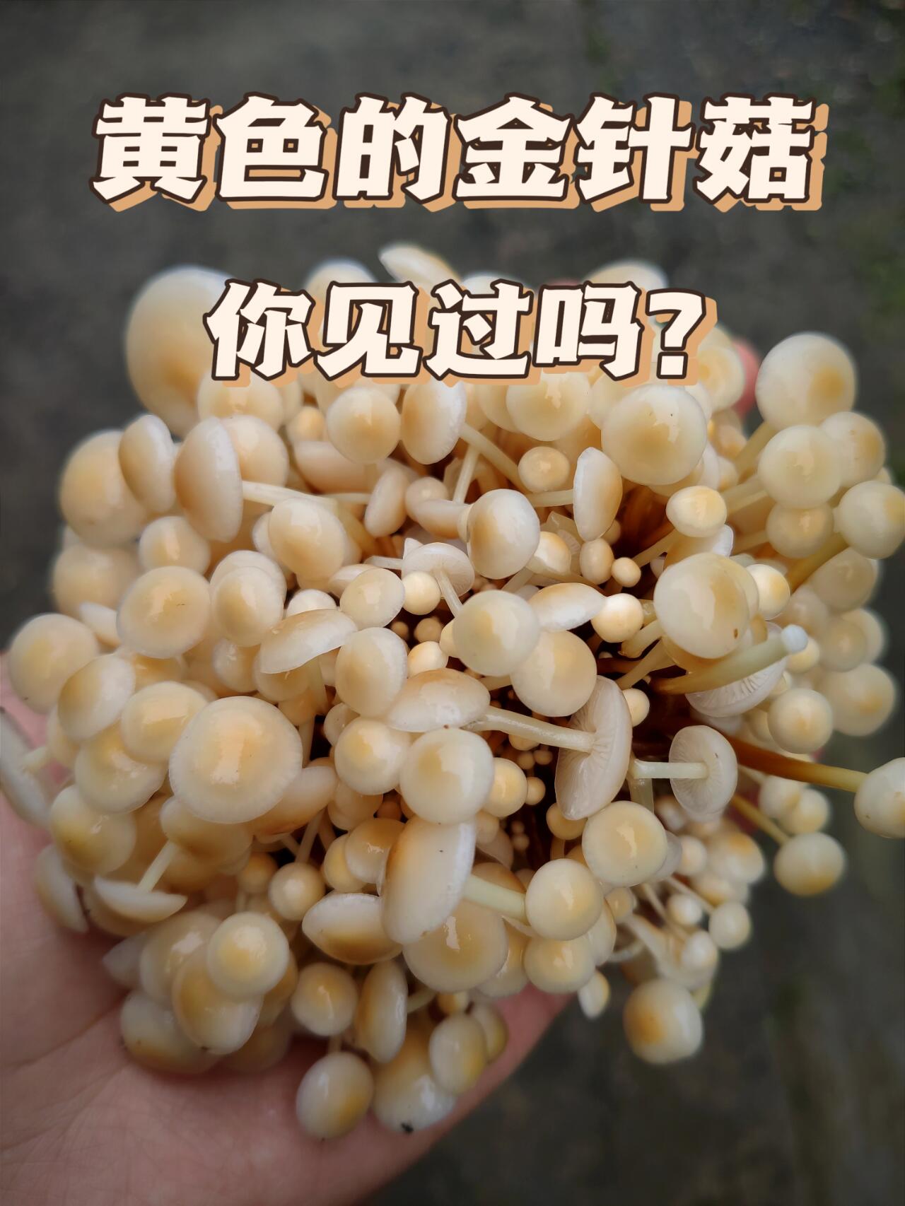 金针菇银针菇